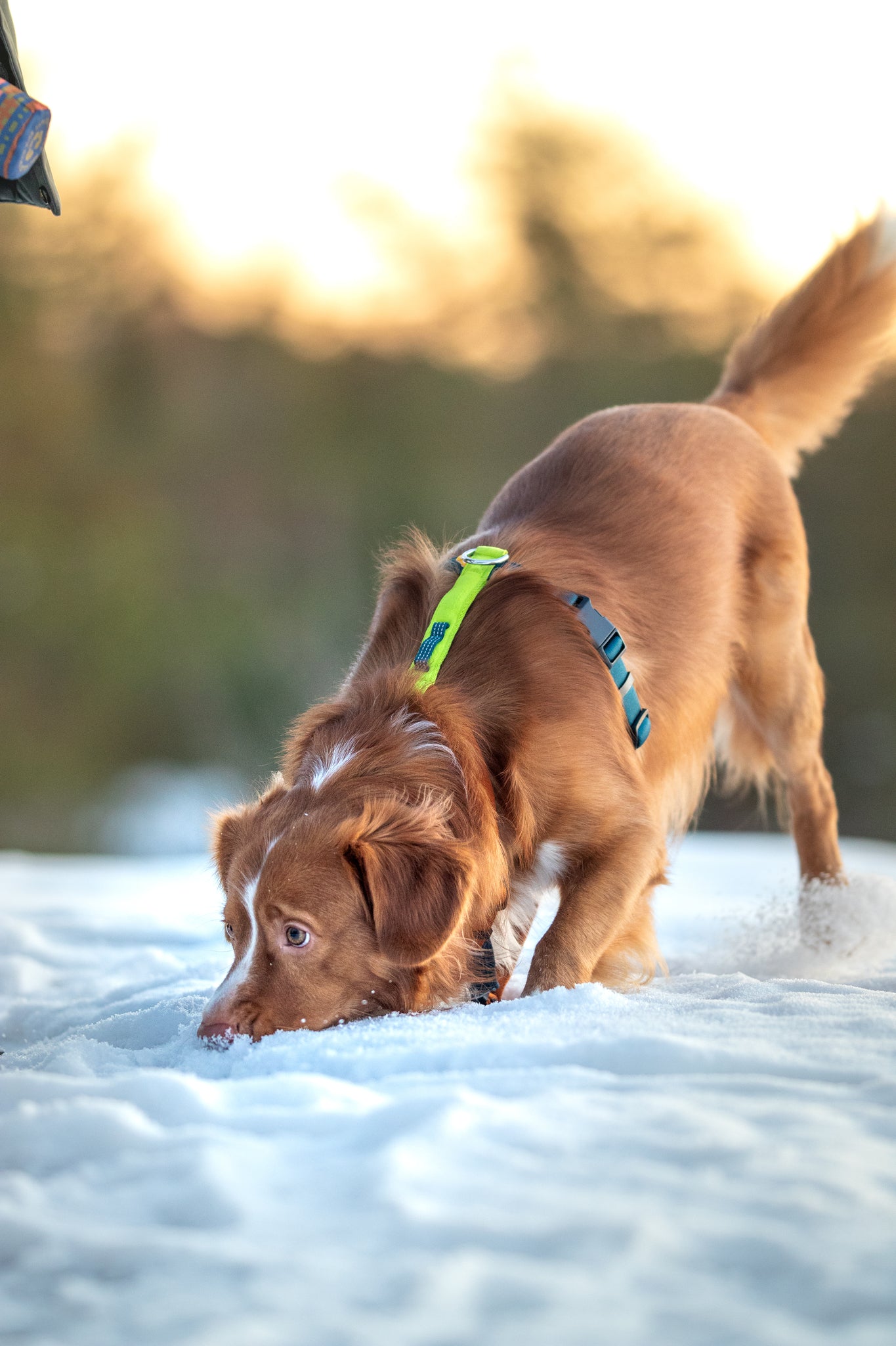 Woolly Wolf Color Block Harness - Lime Mix