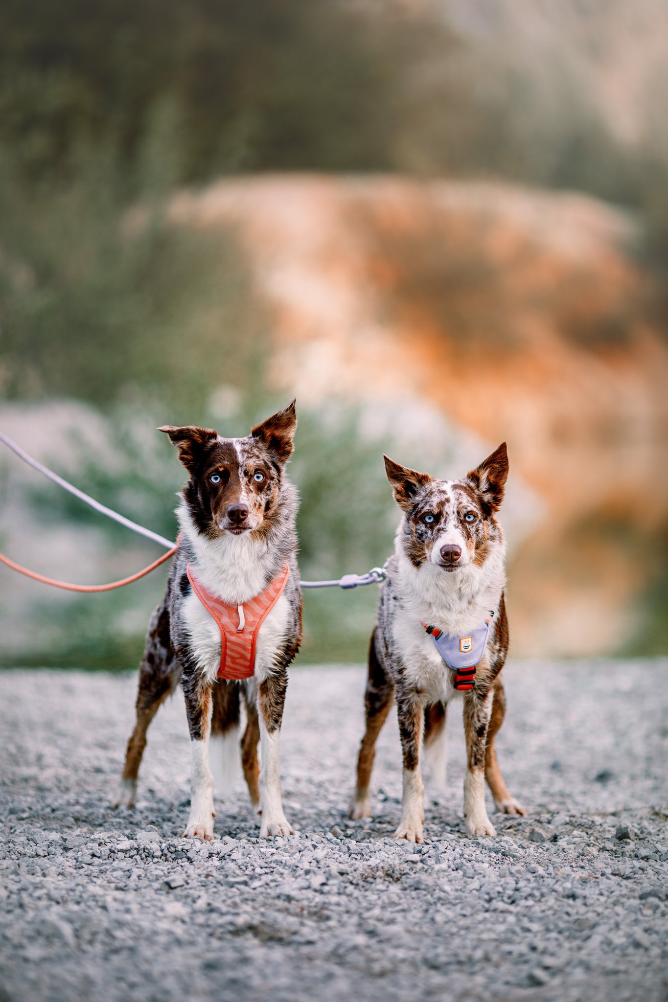 Woolly Wolf Color Block Harness - Pink