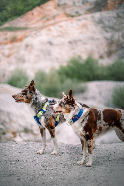 Wolly Wolf Alpha 360 Collar - Deep Teal