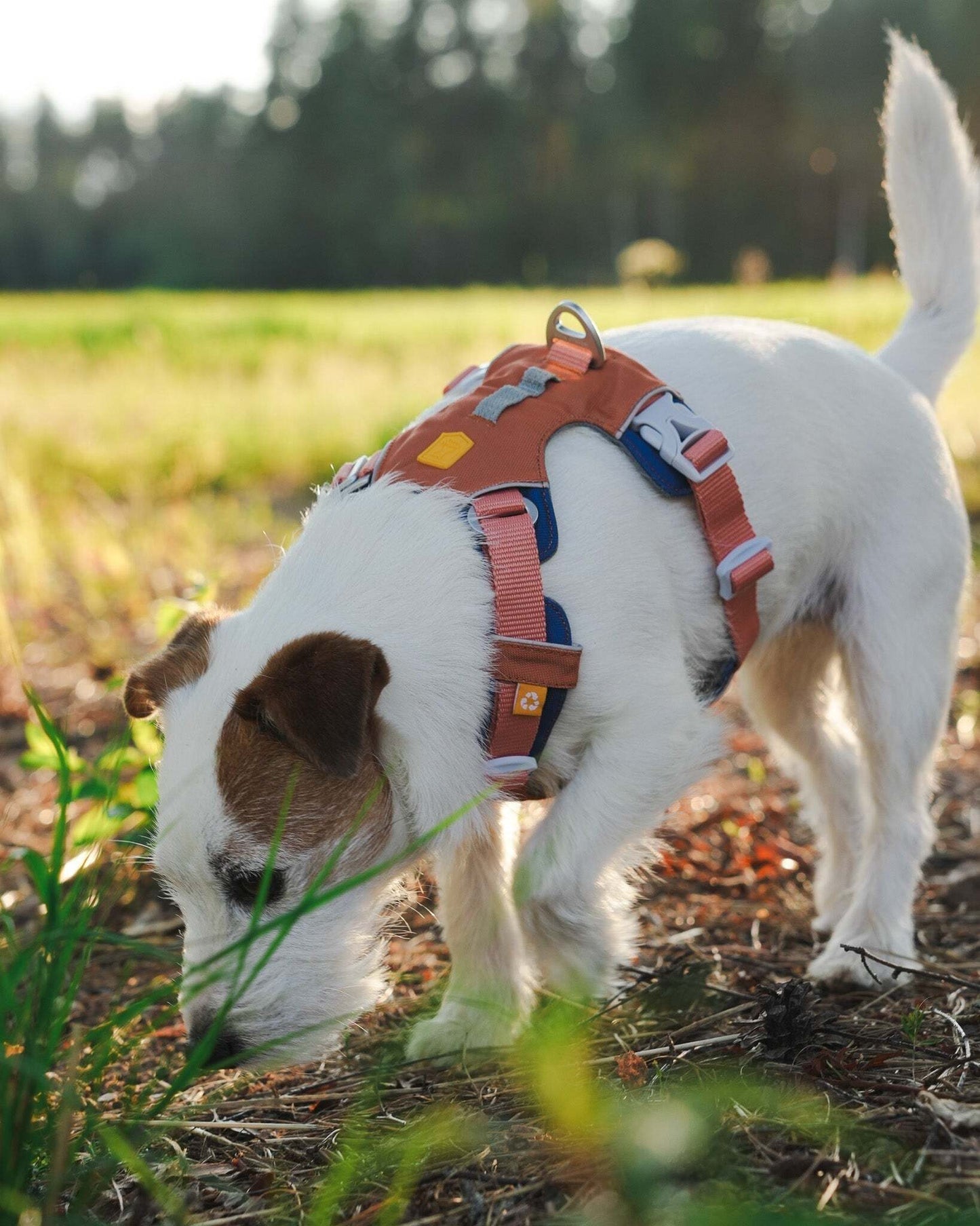 Woolly Wolf Alpha 360 Harness- Golden Hour