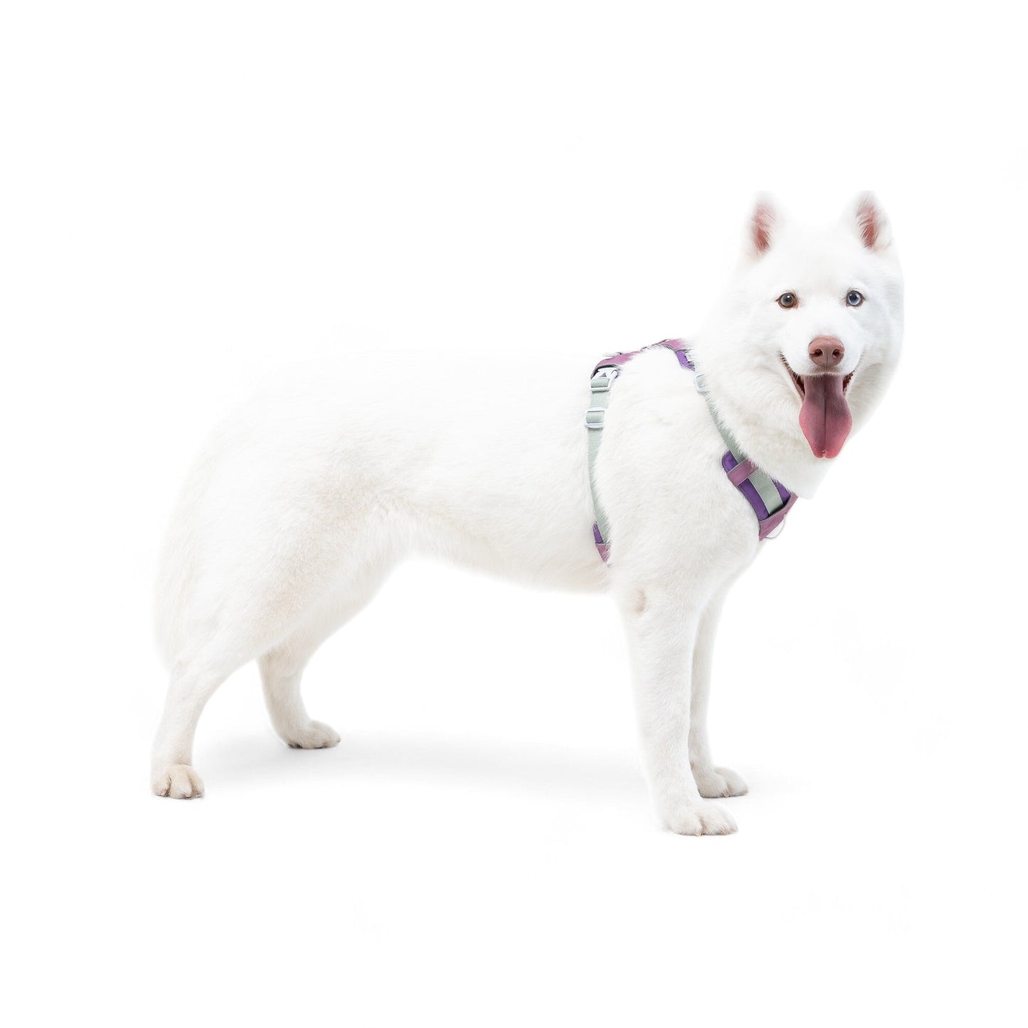 Woolly Wolf Alpha 360 Oprsnica - Mauve