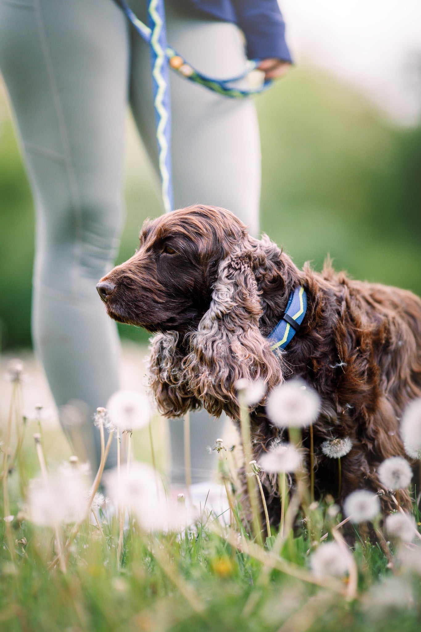 Woolly Wolf Softline Collar- Horizon