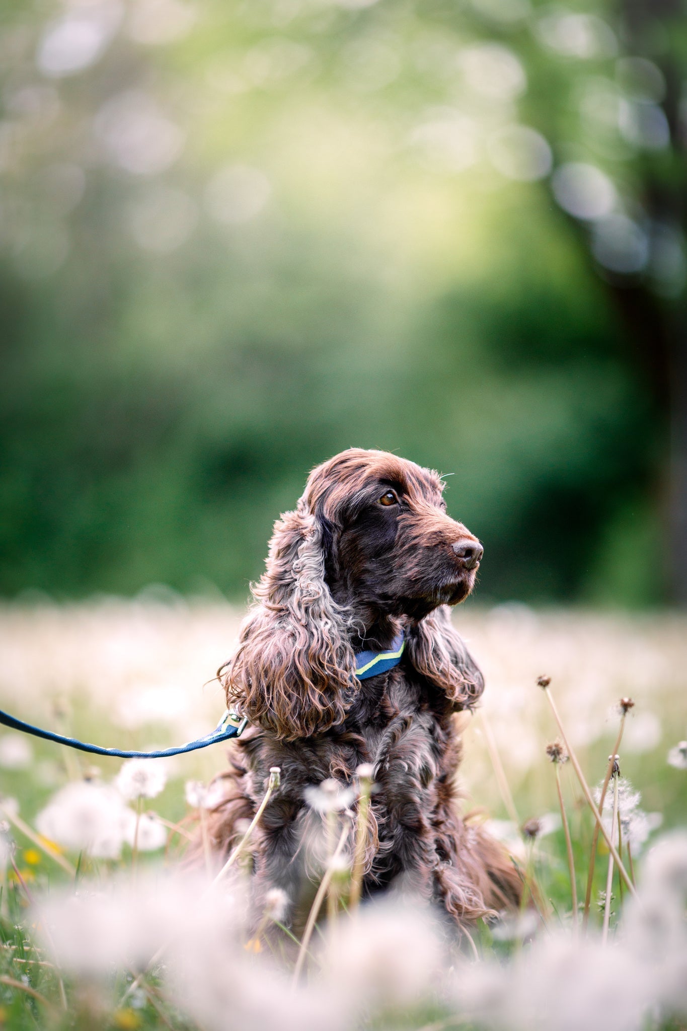 Woolly Wolf Softline Leash - Horizon