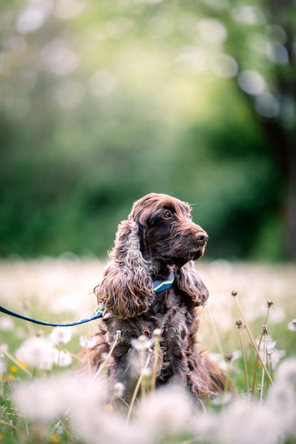 Woolly Wolf Softline Leash - Horizon