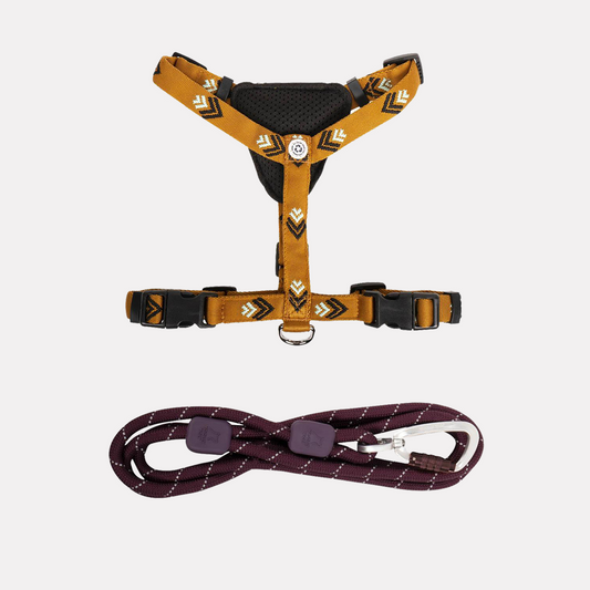 Wild Amber set - Oprsnica i povodac