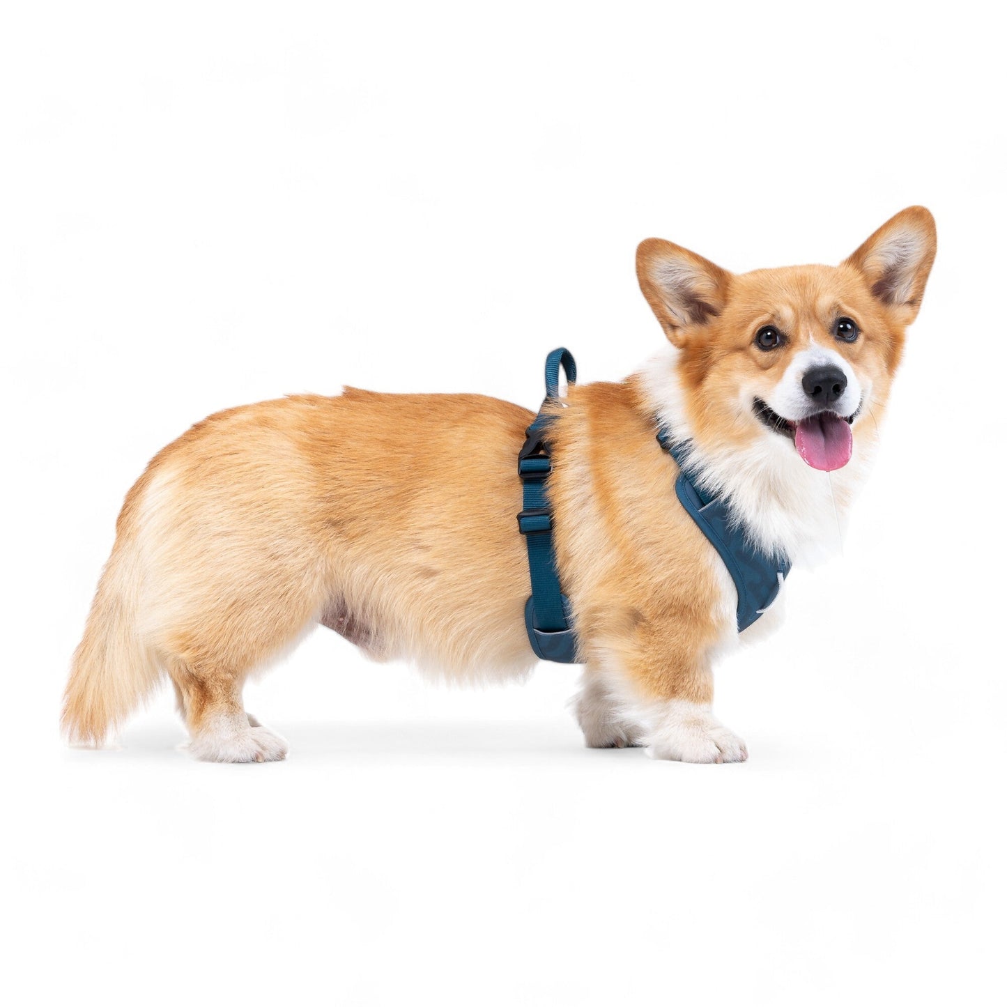 Woolly Wolf Roam Harness - Deep Teal