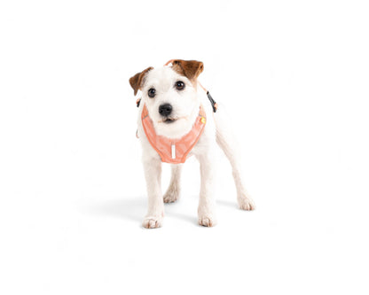 Woolly Wolf Roam Harness - Salmon Pink