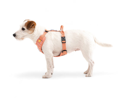 Woolly Wolf Roam Harness - Salmon Pink