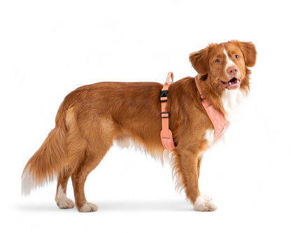 Woolly Wolf Roam Harness - Salmon Pink