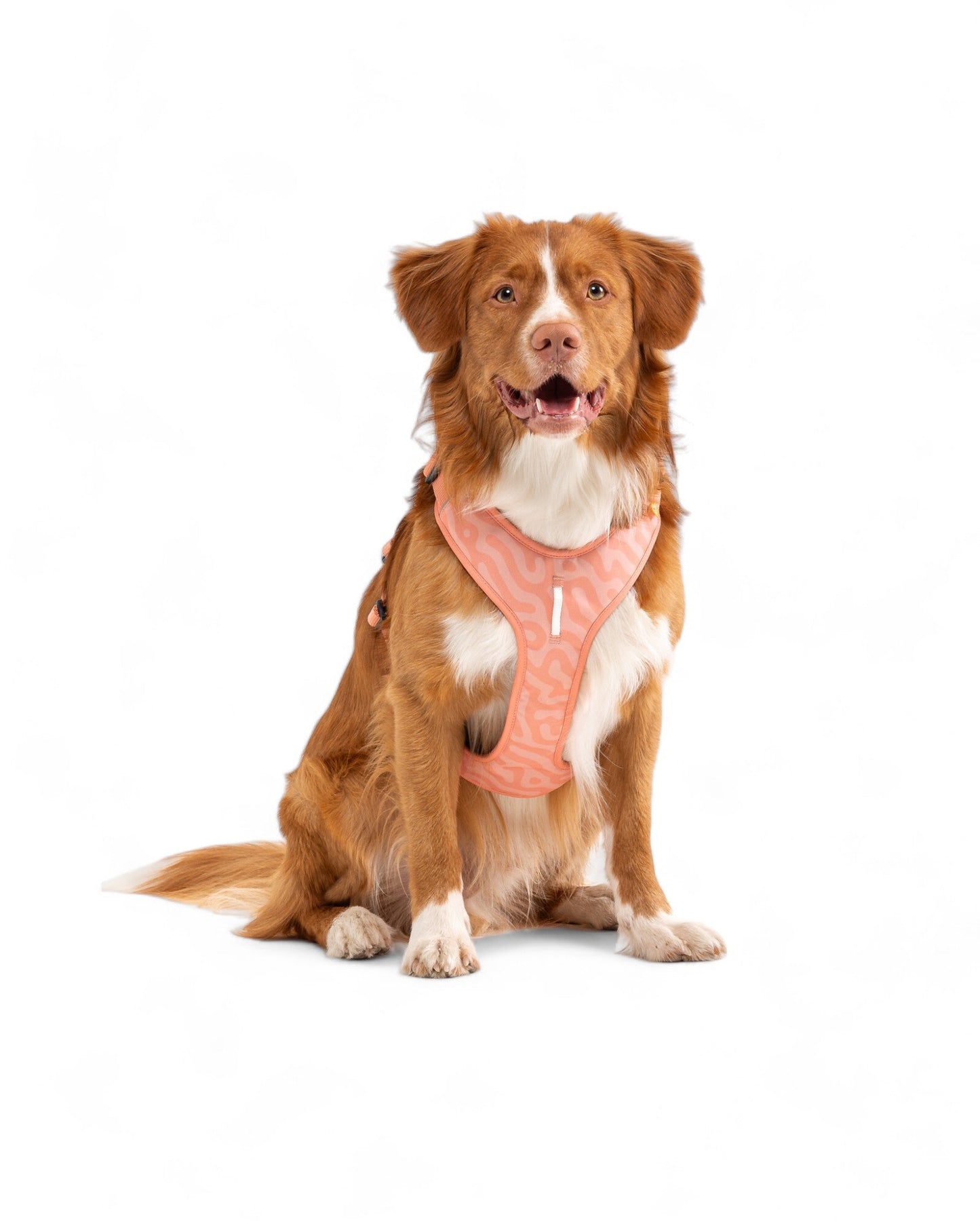 Woolly Wolf Roam Harness - Salmon Pink