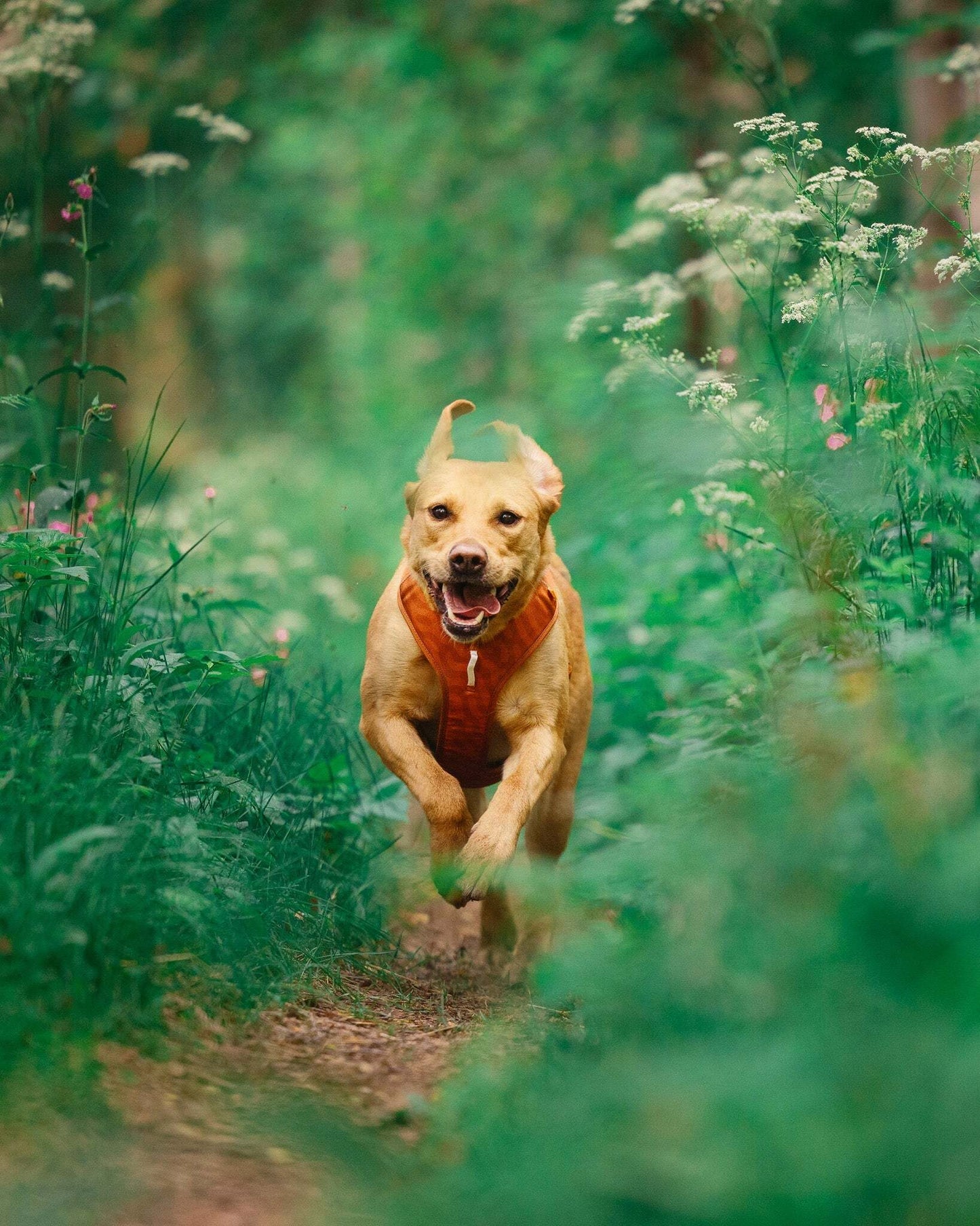 Woolly Wolf Roam Harness - Terracotta